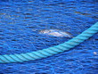 Shades of Blue