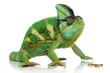chameleon