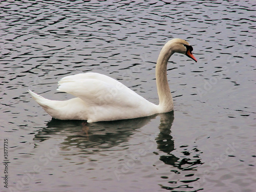 Photo: swan swan