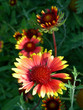 Daisies in various states of bloom in Taos, New Mexico Daisies in various states of bloom in Taos, New Mexico