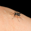 Asian Tiger Mosquito sucking blood on human (albopictus)