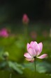 Blooming pink water lily in the pond.