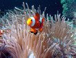 Nemo