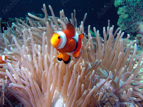Nemo