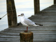 Möwe_2