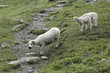 moutons