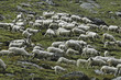moutons