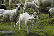 moutons
