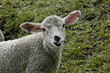 agneau