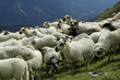moutons