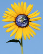 Sunflower With Earth Center