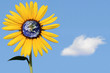 Sunflower With Earth Center