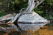 Birch on boulder