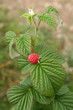 raspberry