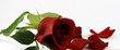 red rose