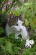 Chat européen allongé dans le jardin Chat européen allongé dans le jardin