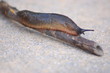 Garden Slug 2