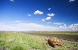 African tortoise walking next to a road in the Karoo