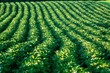 pei potatoe patch
