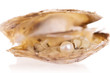 Foto: Pearl inside an oyster shell Pearl inside an oyster shell