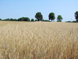 rye field and trees