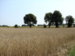 rye field and trees 5