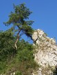 tree and rock