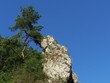 tree and rock
