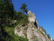 tree on the rock