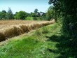 summer in village