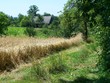 summer in village