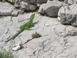 Green lizard on the rock