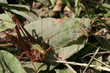 The group of grasshoppers