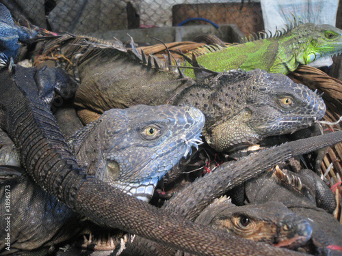 Photo: iguana iguana