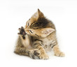 Tabby kitten biting claws