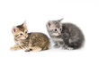 Tabby and gray kitten