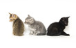 Three kittens on white