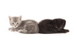 Black and gray kitten
