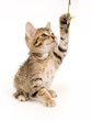 Tabby kitten playing