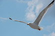 mouette