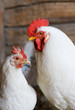 white rooster and hen couple white rooster and hen couple