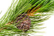 siberian cedar(siberian pine) branch with ripe cone