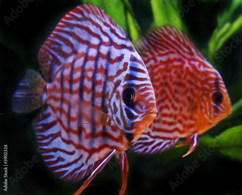 discus fish