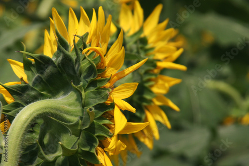 Photo: Sunflowers Sunflowers