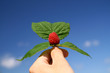 sweet red raspberry