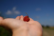 sweet red raspberry on the hand