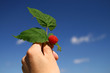 red raspberry
