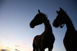 horses on a field in the summer in the countryside 