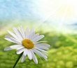 Marguerite
