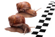 Snails racing